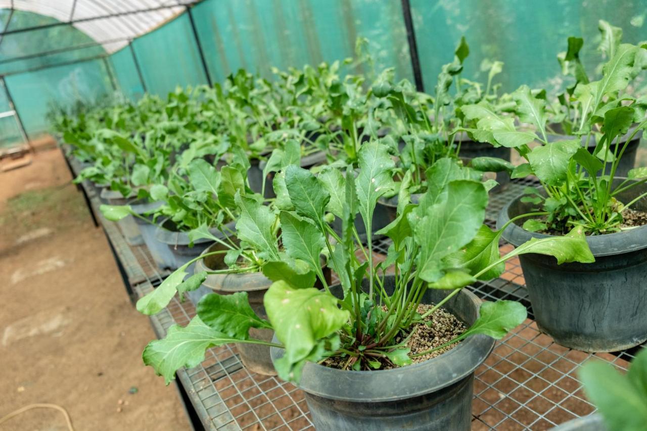 Mangaal Farmstay Goa Vichondrem Luaran gambar