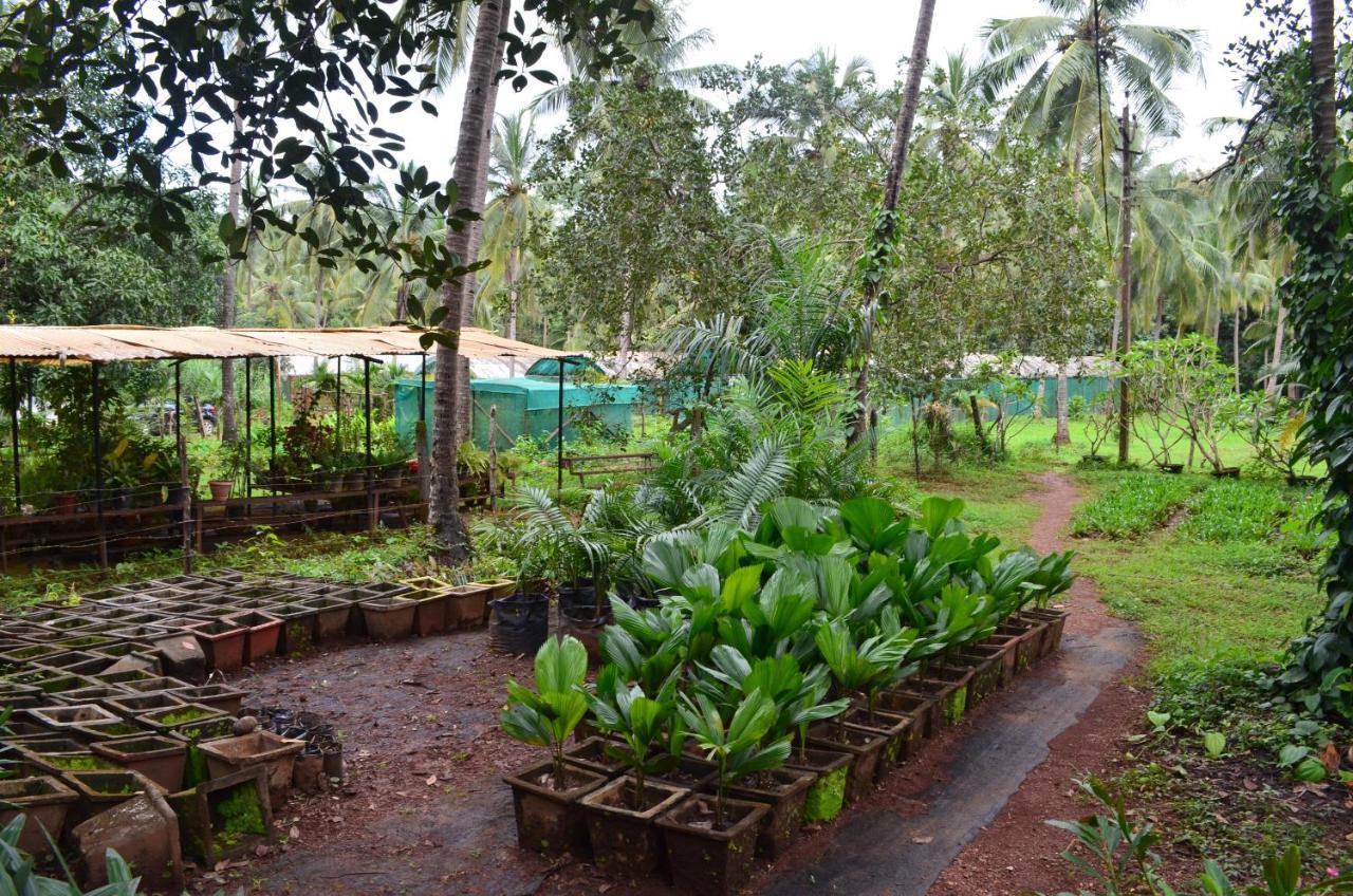 Mangaal Farmstay Goa Vichondrem Luaran gambar